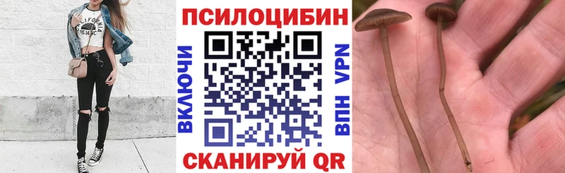 где найти наркотики Ковров Псилоцибиновые грибы прущие грибы