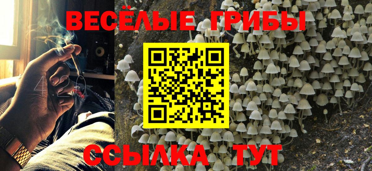 Псилоцибиновые грибы Cubensis Ковров